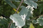 Quercus robur Argenteomarginata, dąb szypułkowy Argenteomarginata