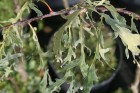 Quercus robur Posnania, dąb szypułkowy Posnsnia
